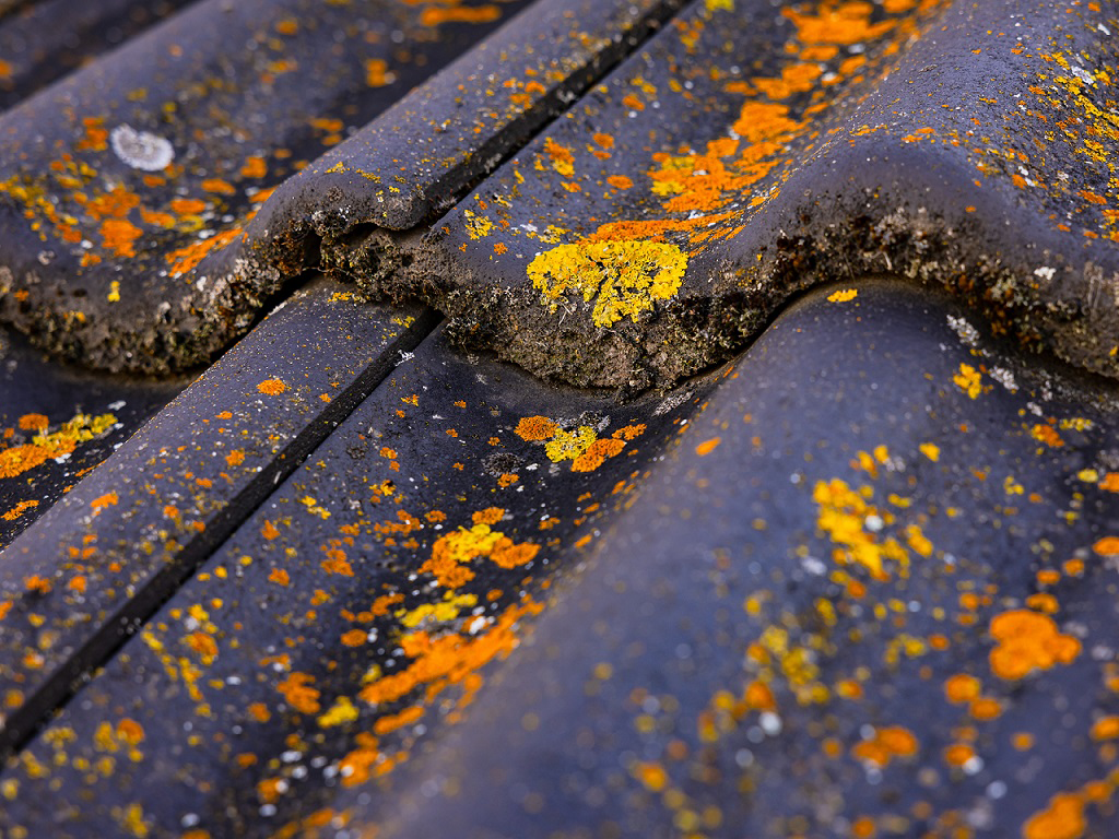 services - roof maintenance & repair (tile roof repairs)